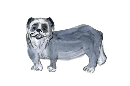 Bulldogの写真素材