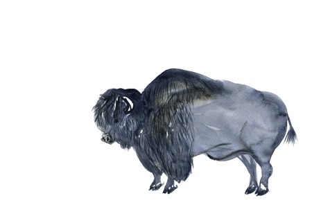 Bisonの写真素材