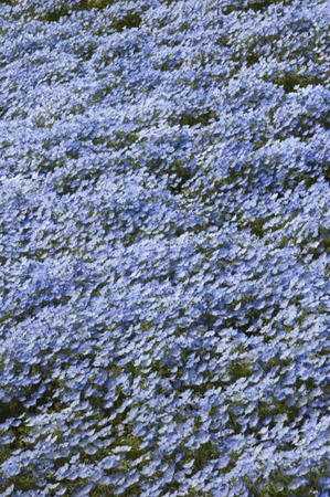 Blue flower nemophila gregariousの写真素材