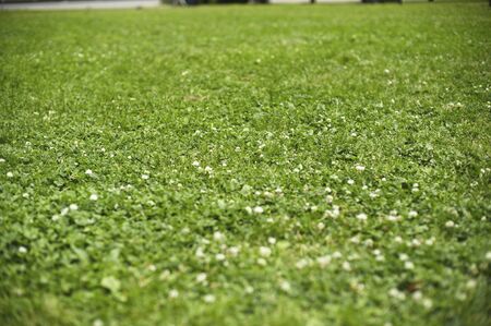 White claws grass Harappaの写真素材