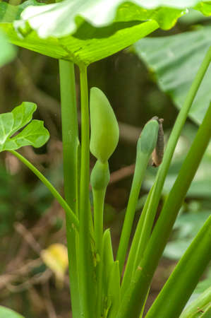 Bud of potato flowers not eatenの写真素材