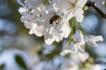 Bees gather nectar of the early cherryの写真素材