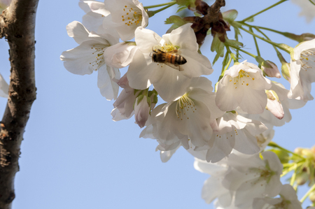 Bees gather nectar of the early cherryの写真素材