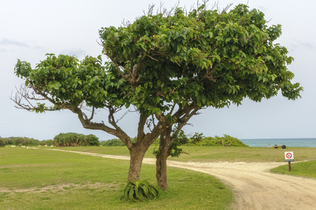 Two trees standing on the edge