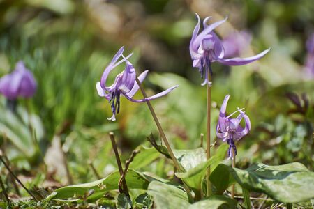 Katakuri Herald spring, flowersの写真素材