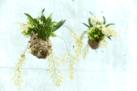 Houseplant of hanging moss ballの写真素材