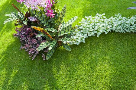 Grass and green leavesの写真素材