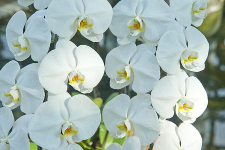 Phalaenopsis Orchidの写真素材