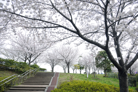 Komatsugawa Senbonzakuraの写真素材