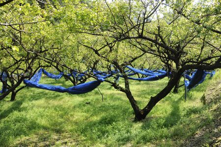 Bairin of Kishuの写真素材