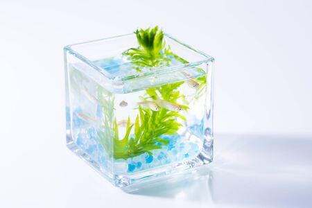 Glass fishの写真素材