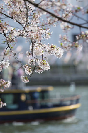 Okawa's Sakura and cruise shipsの写真素材