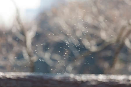 Mosquito swarmの写真素材