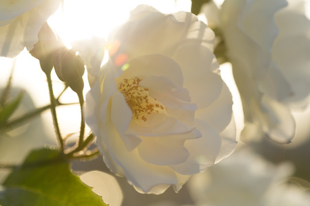White rose against the setting sunの写真素材