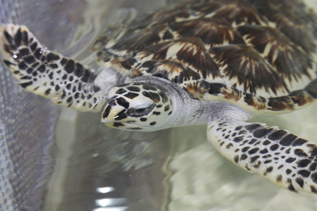 Children of hawksbillの写真素材