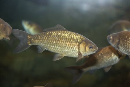 Crucian carpの写真素材