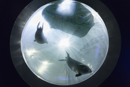 Ringed Seal of Kaiyukanの写真素材