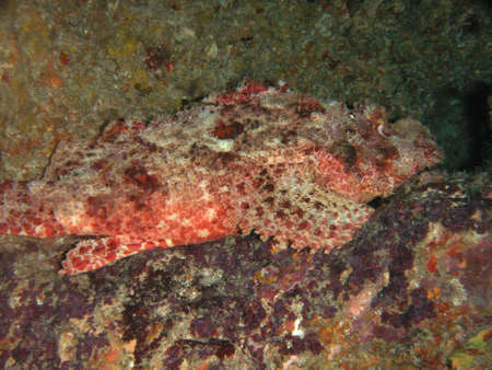 Underwater photos