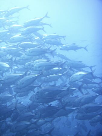 Underwater photos