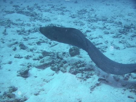 Underwater photos