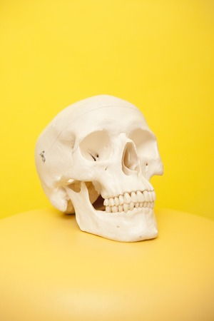 Skull modelの写真素材