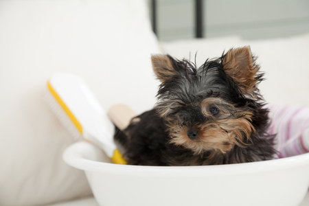 Yorkshire Terrier inside the barrelの写真素材