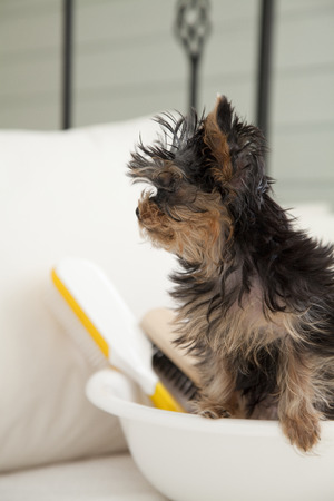 Yorkshire Terrier inside the barrelの写真素材