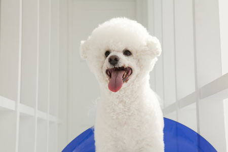 Bichon Frise riding a blue chairの写真素材