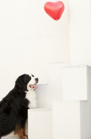 Heart of the balloon and the Bernese Mountain Dogの写真素材