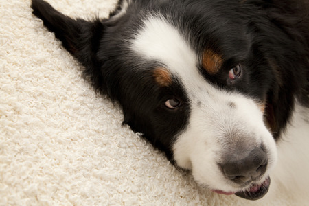 Bernese mountain dogの写真素材