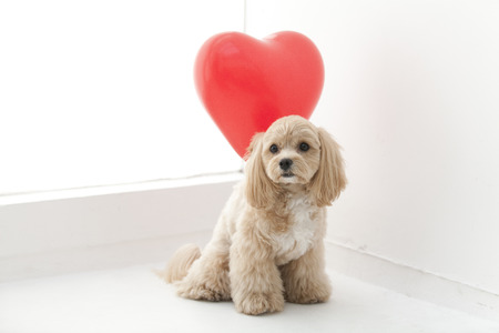 Heart of balloons and Marupuの写真素材