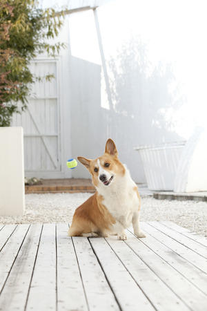 Welsh CORGI Pembrokeの写真素材