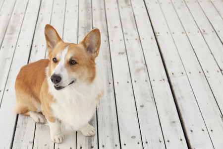 Welsh CORGI Pembrokeの写真素材