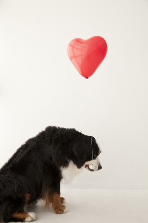 Heart of the balloon and the Bernese Mountain Dogの写真素材