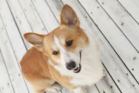 Welsh CORGI Pembrokeの写真素材