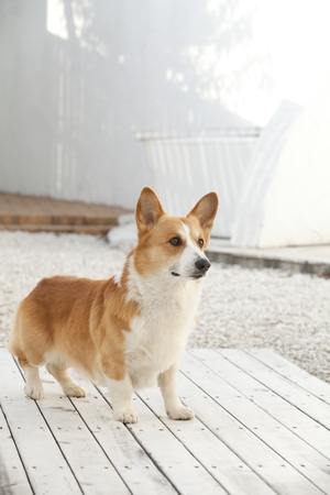 Welsh CORGI Pembrokeの写真素材