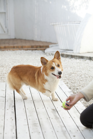 Owner of hands and Welsh Corgi Pembrokeの写真素材