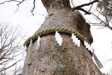 Sacred tree of Nitta Shrineの写真素材