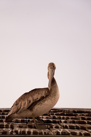 State of Californiaの写真素材