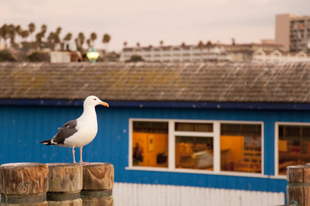 State of Californiaの写真素材