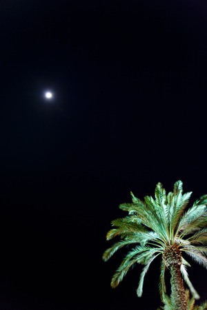 Moon and palm treesの写真素材