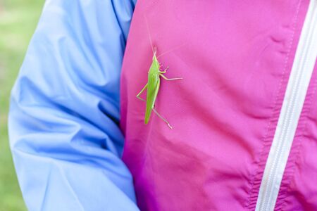 Grasshoppers that sticks to womenの写真素材