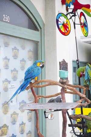 Parakeetのeditorial素材