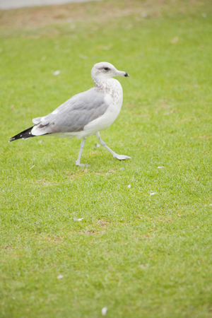 Sea Gull