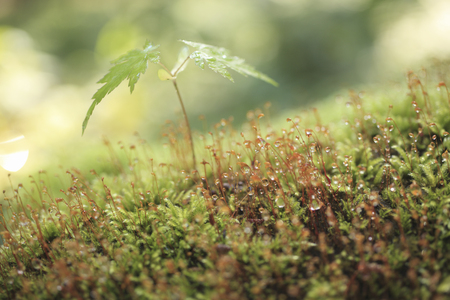 Maple Leaf and MOSSの写真素材