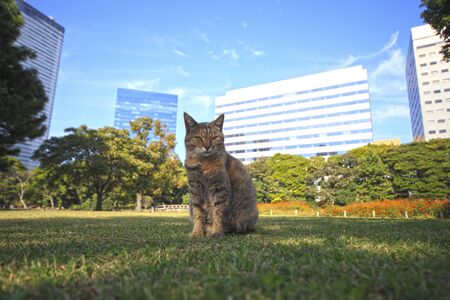 Cat on the lawnの写真素材