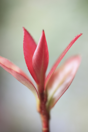 Buds of the Camellia sasanquaの写真素材
