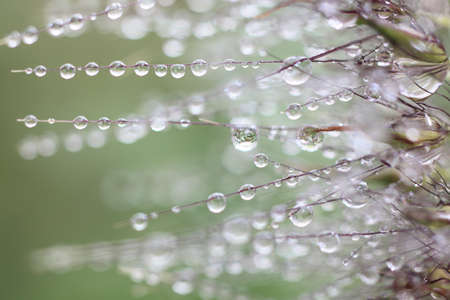 Setaria viridis in the waterの写真素材