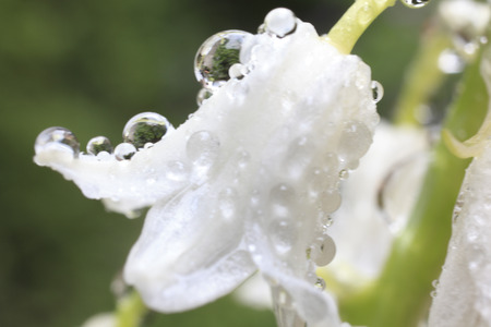 The water droplets in Schiller birch New alerter flowersの写真素材