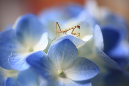 Flower children of the praying mantisの写真素材